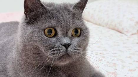 在猫咪眼中，床单比猫薄荷更有吸引力，名副其实的睡眠体验官！