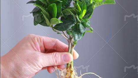 室内客厅好养又好看的植物，选这些准没错！