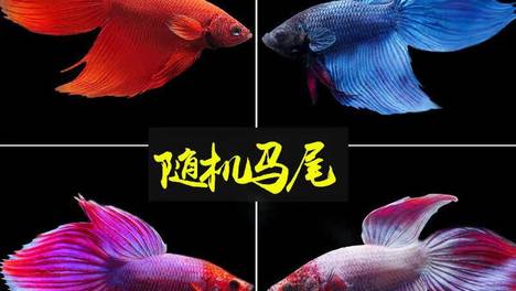 斗鱼能和其他鱼一起混养吗？小心！别乱来，不然后悔都来不及！