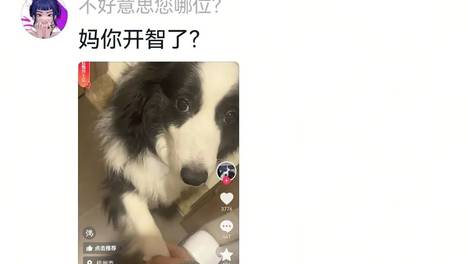网友家京牧疑似正黄旗出身，日常沟通都用纯京话，评论区连声赞叹：AUV真地道，原来京牧不是新品种，是户口名啊…