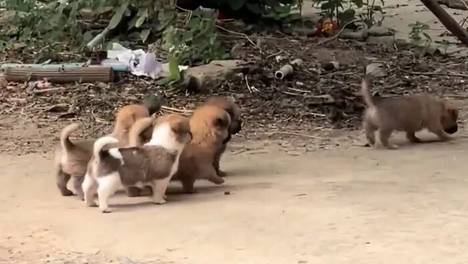 绝育公狗给自己找了小辈养老，主人妄图棒打，小辈们直接拿捏主人死穴，评论区看热闹不嫌事大：你说有没有可能，小辈其实是私生子？