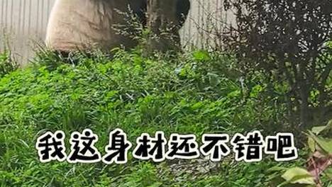 探访大熊猫国家公园 | 看熊猫日常养成记