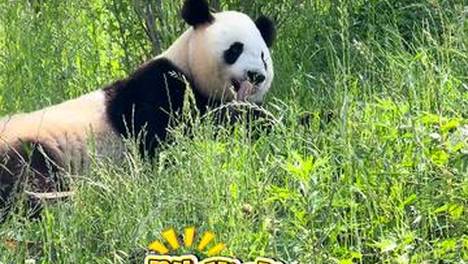 美丽中国行｜大熊猫干饭花样大公开