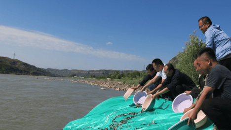 陕西神木：16万尾鱼苗“安家”黄河 助力水域生态修复