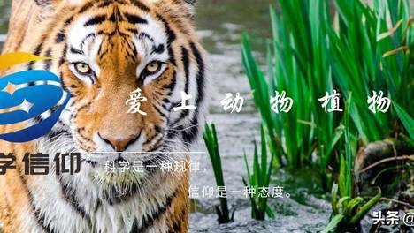 山竹是竹还是柿？有时山竹内外有黄色胶质物，还能吃吗？