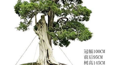 鸿江雅藏系列二十四--《荣枯观复》盆景