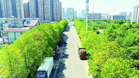 行道树遇虫害 检察机关建议促“绿色”回归