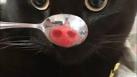 猫猫队闯大祸！将两脚兽的血压点炸是什么体验？