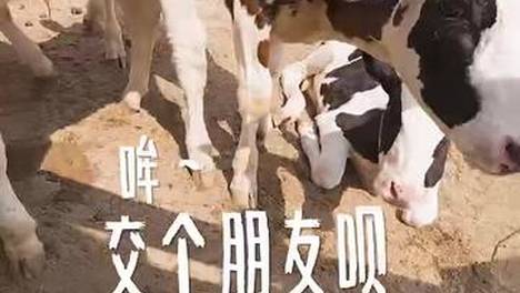 内容配图