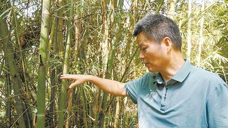 厦门追“竹”者：发现命名“锁云竹”新种，钻研三十多年破译竹子身份“密码”