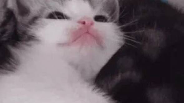 ๑小可爱表情包偷偷抱走