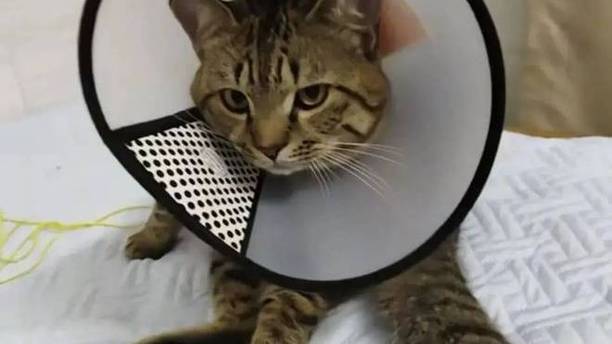 带猫咪去绝育，让医生代写好评：十斤大肥仔，怕得跟鹌鹑一样！