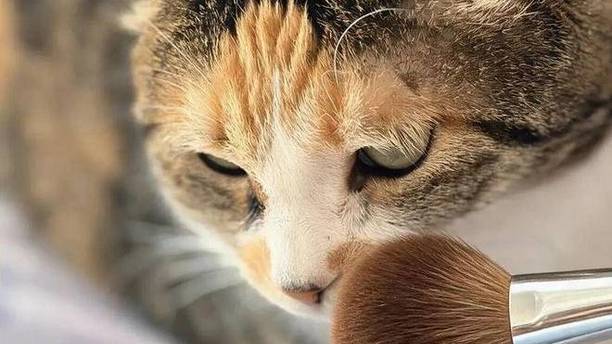 把猫毛当“玉毛”？别让你的脸，成为商家“文字游戏”的牺牲品！