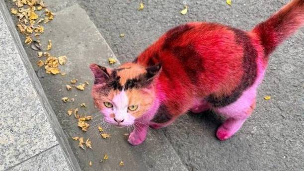 街头最“潮”流浪猫？当好奇咪遇上染色剂，你会获得一颗火龙果