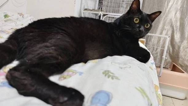 谁把大铁锅放在床上？铲屎官弱弱回应：对不起，是我家黑猫