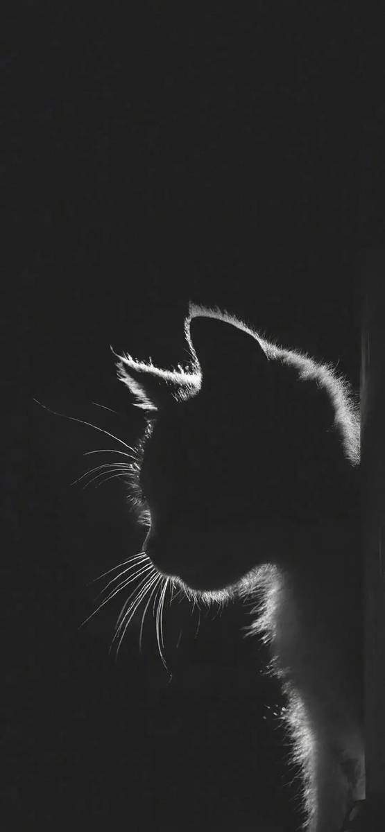 忧郁霸气的猫咪高清壁纸