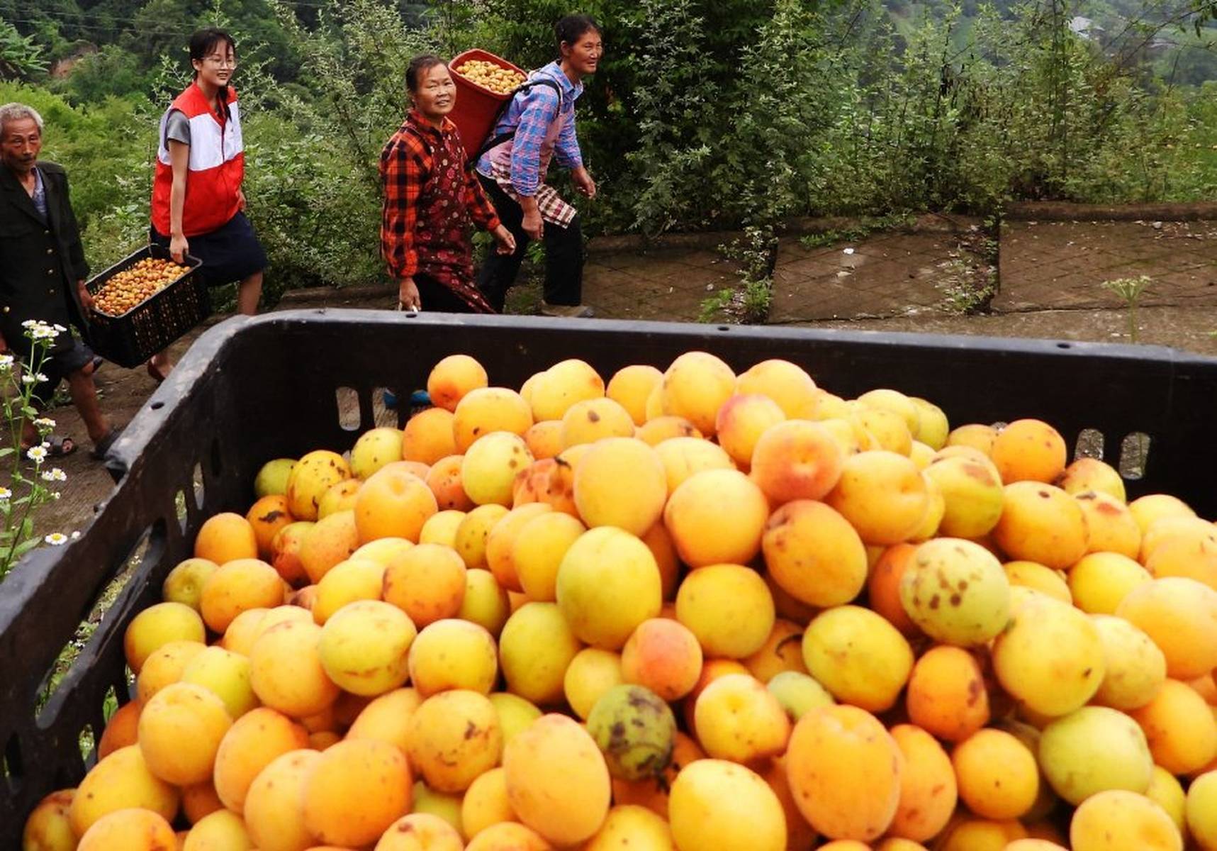 四川达州:乌梅迎丰收 农民采收致富"金果果"