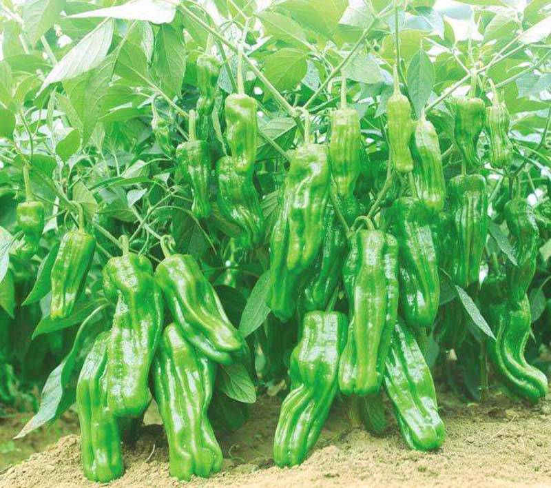 薄皮芜湖椒皱皮椒薄皮椒辣椒种子_栽培_cm_生育期