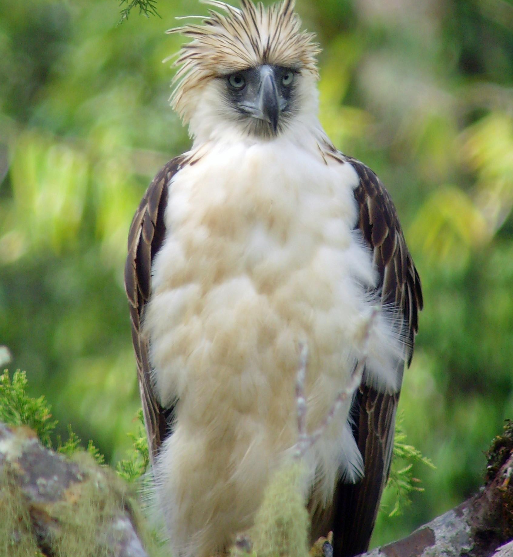 等等,食猿雕有话要说_菲律宾_研究_分类