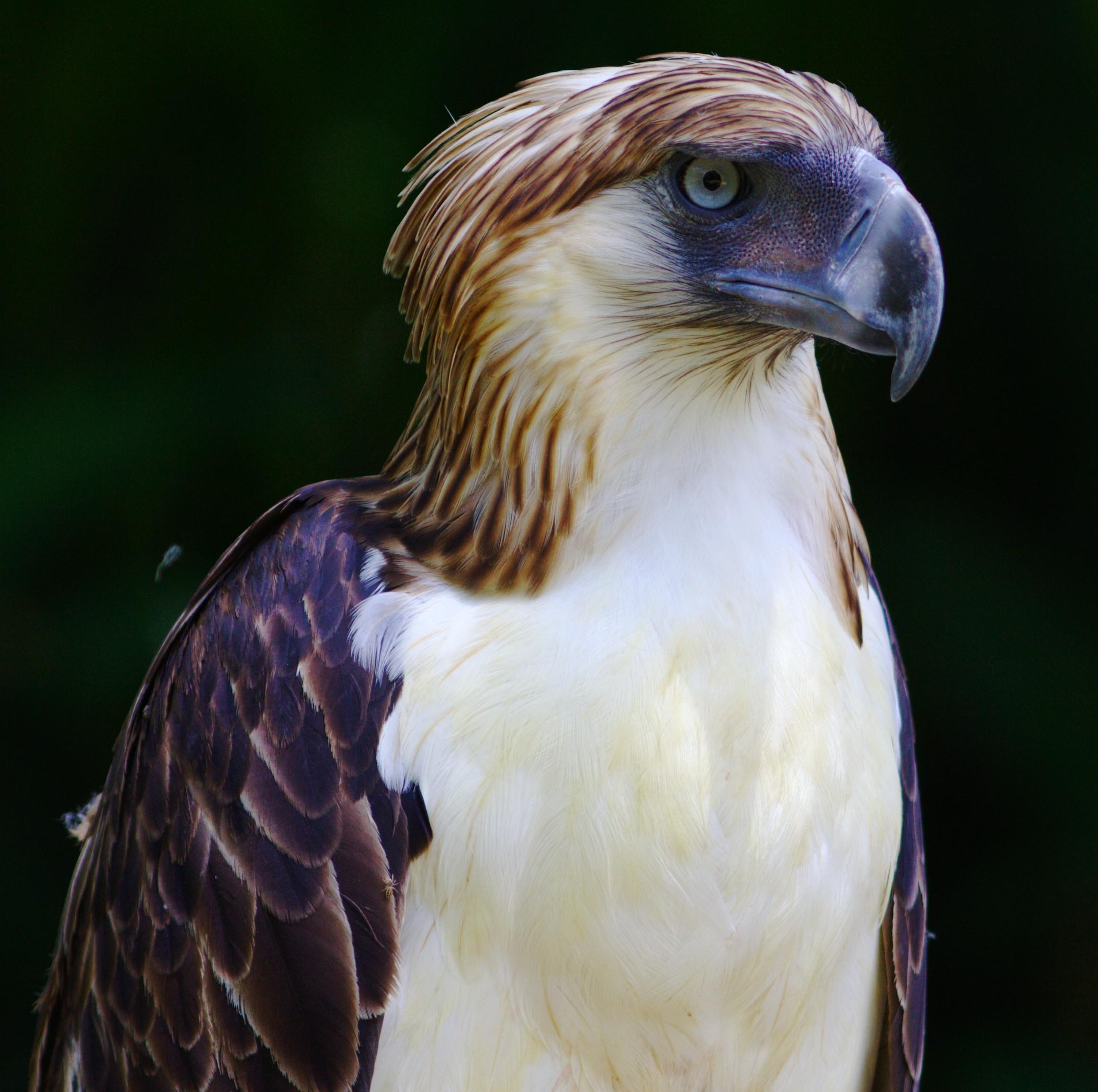 站在食物链顶端就可以免受灭绝危机？等等，食猿雕有话要说_搜狐网, image size:2152x2141