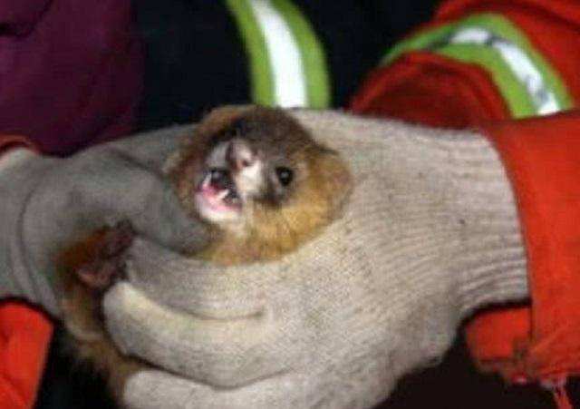 为啥老一辈说"黄大仙"杀不得?科学结果表明:原来真的杀不得!