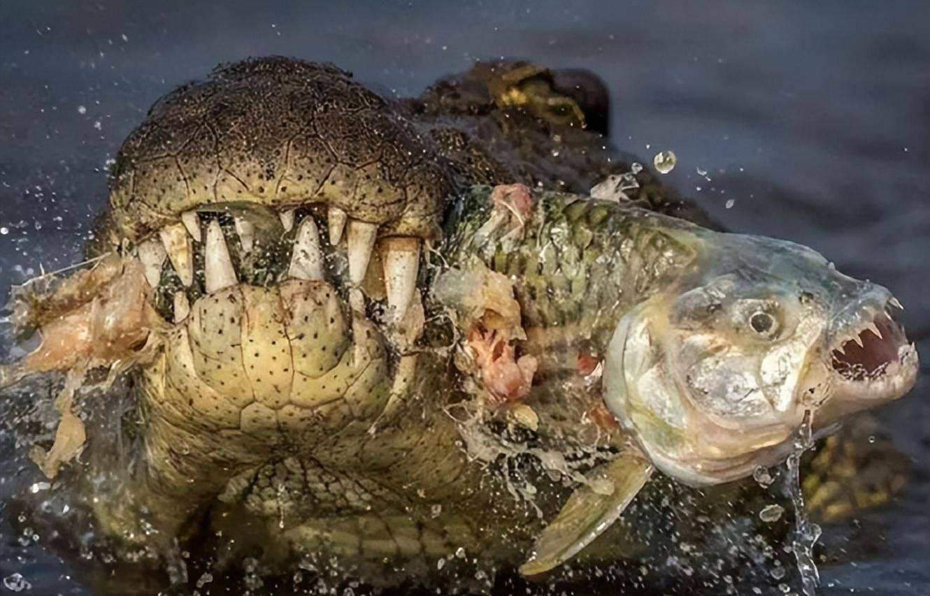 7,鳄鱼捕食食人鱼的画面,可以看到,食人鱼有着非常锋利的牙齿6,这是古