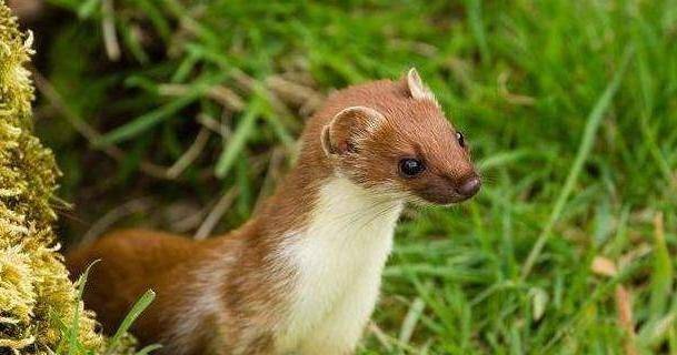 为啥老一辈说"黄大仙"杀不得?科学结果表明:原来真的杀不得!