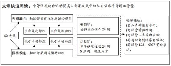 中等強度運動對去卵巢大鼠骨組織自噬水平的影響_脛骨