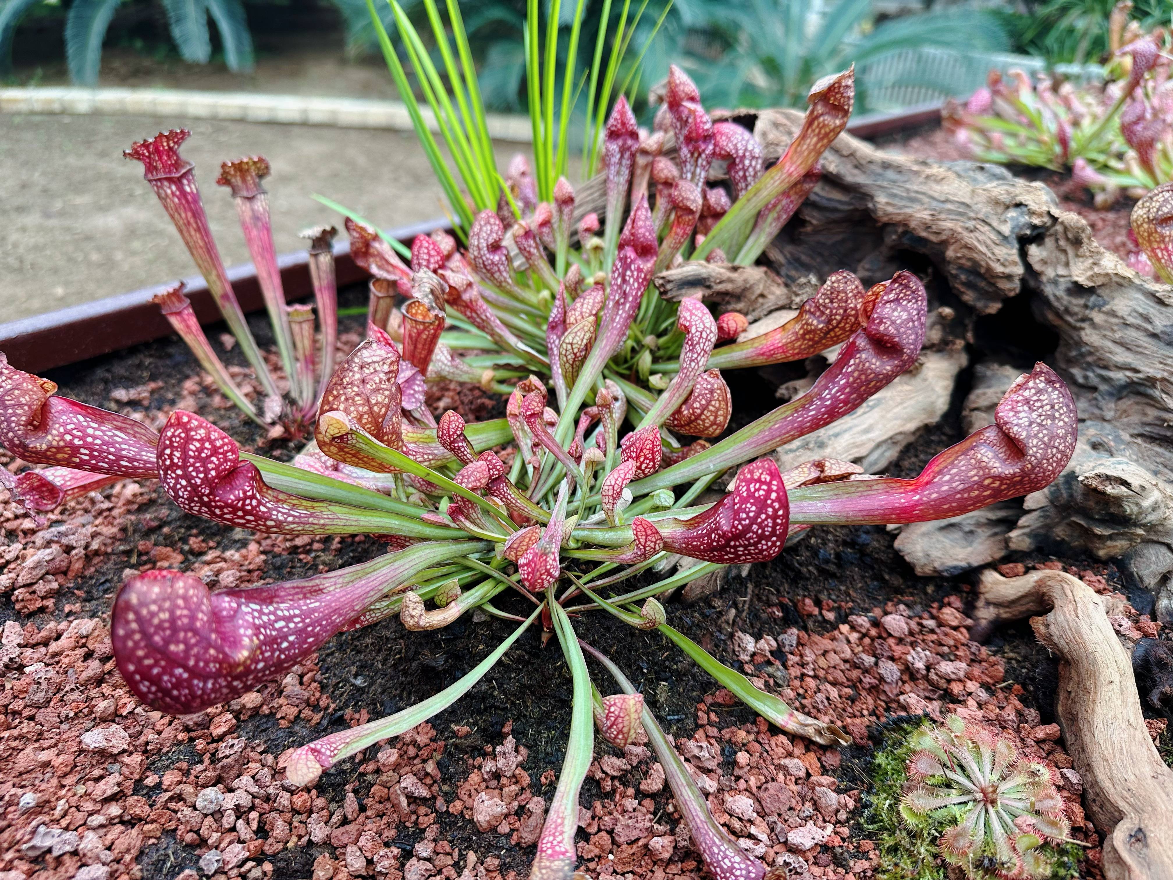 福兔辞旧春华启,龙腾花海喜迎春—— 石家庄市植物园