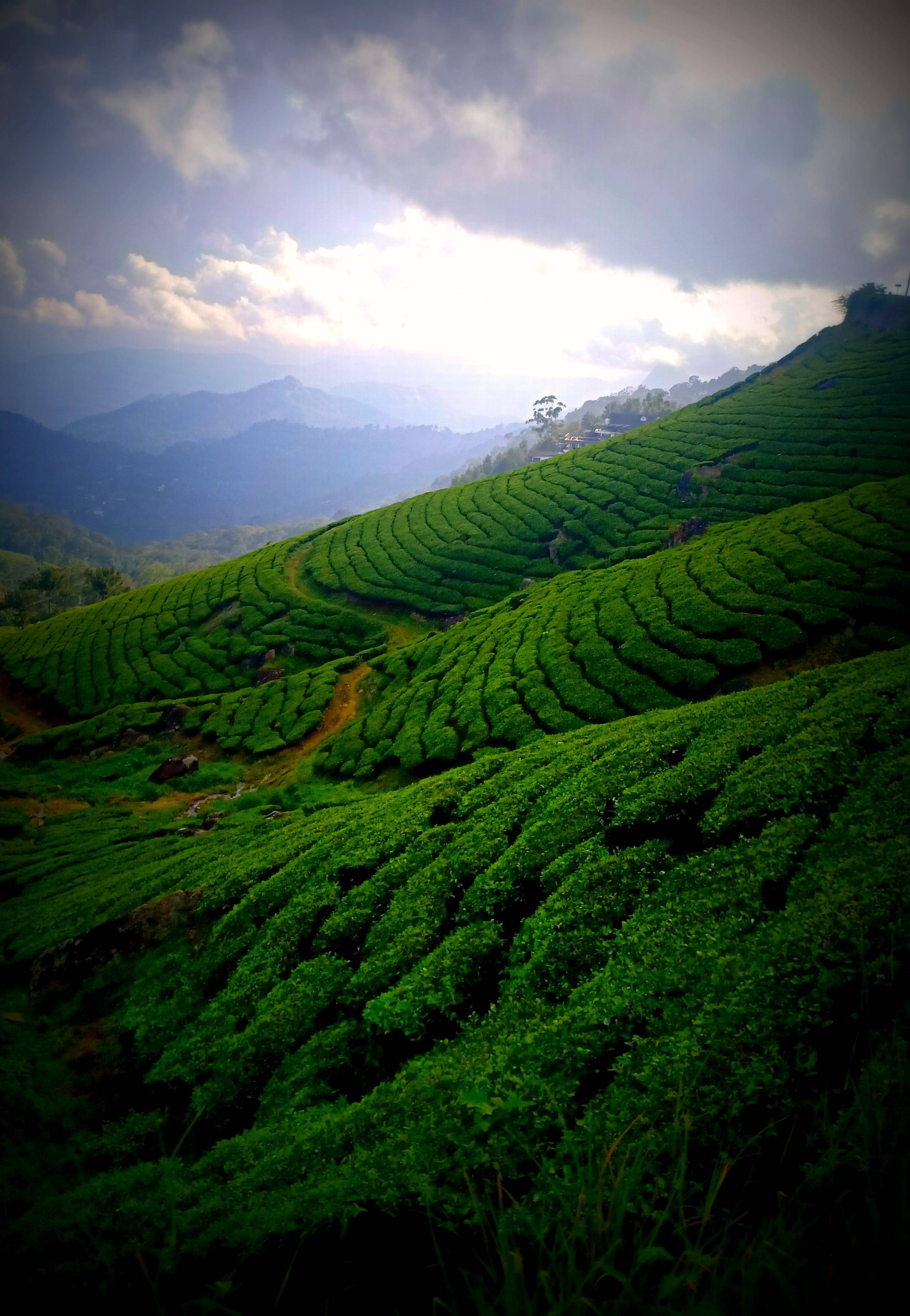 最美茶场图片图片