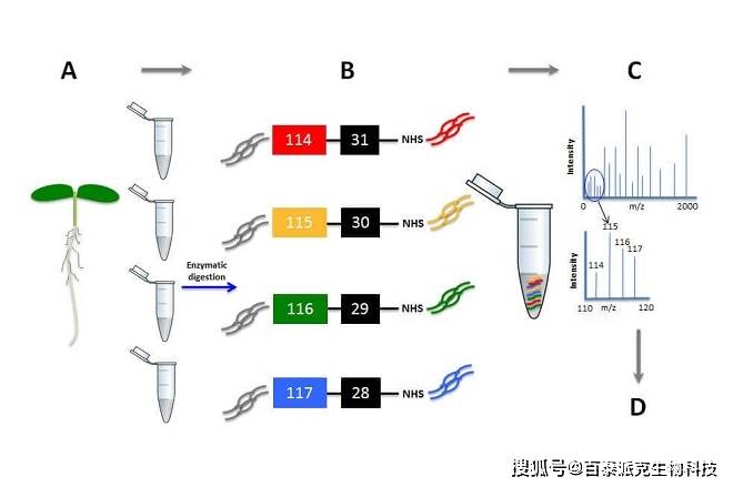 蛋白定量測定_樣品_原理_缺點