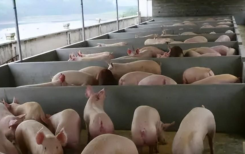 育肥的好时节,做好中国养猪网养猪事半功倍_养殖_猪舍_饲料