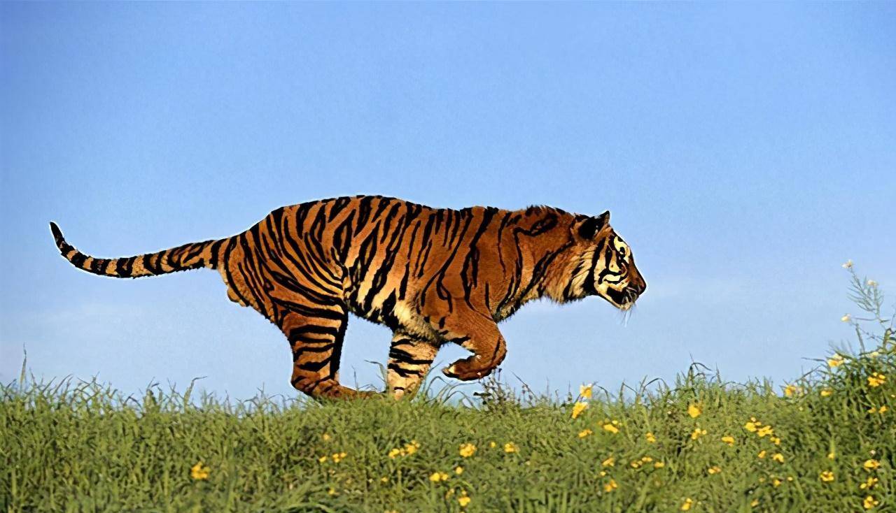 倘若老虎灭绝,对人类的影响到底有多大?