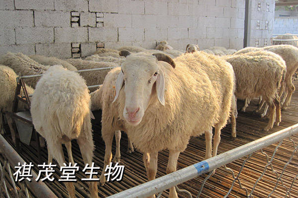 羊催肥育肥的饲料配方,架子羊催肥吃什么长得肥又快?_驱虫_进行_原因