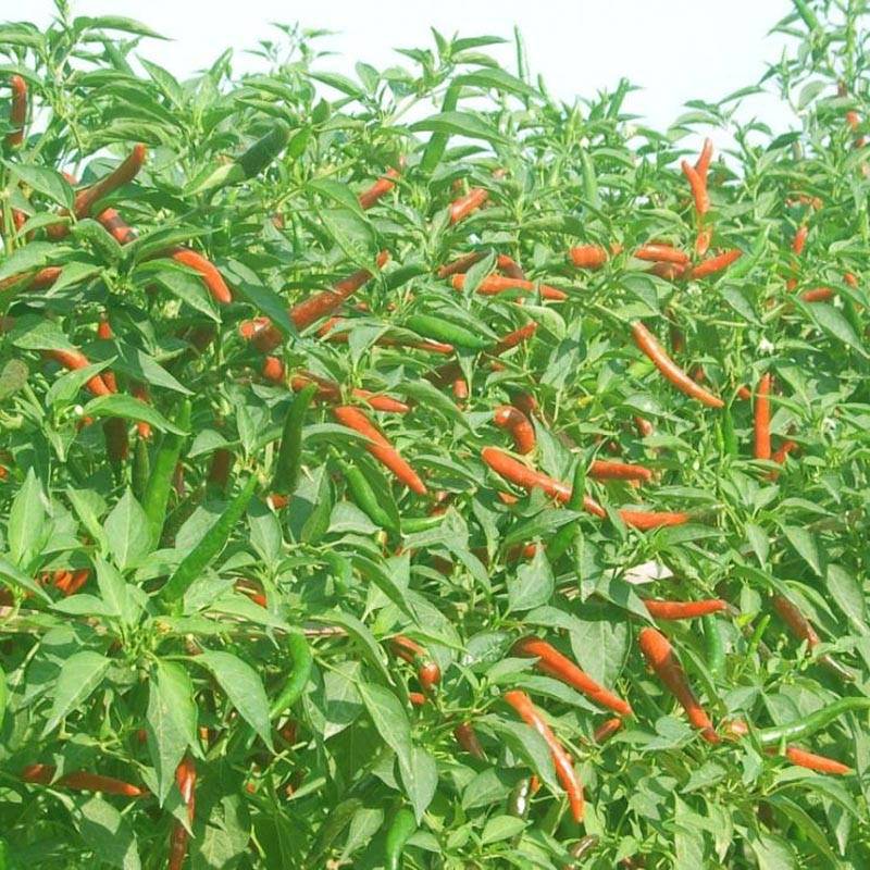 同乐大艳红朝天椒种子果大高产_种植_栽培_品种