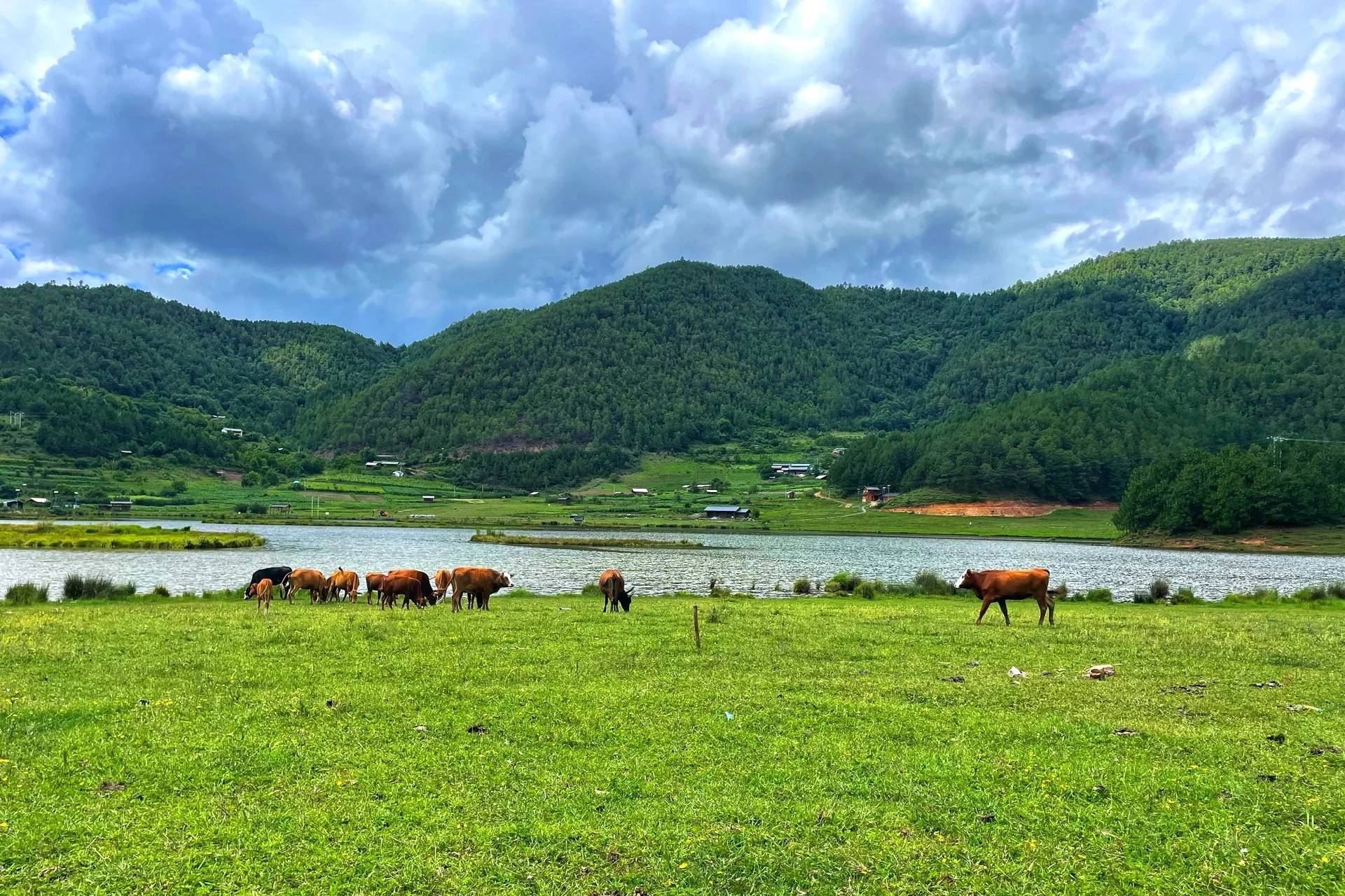 云南大理:高山草甸景点旅游大全_海拔_牛羊_杨柳村