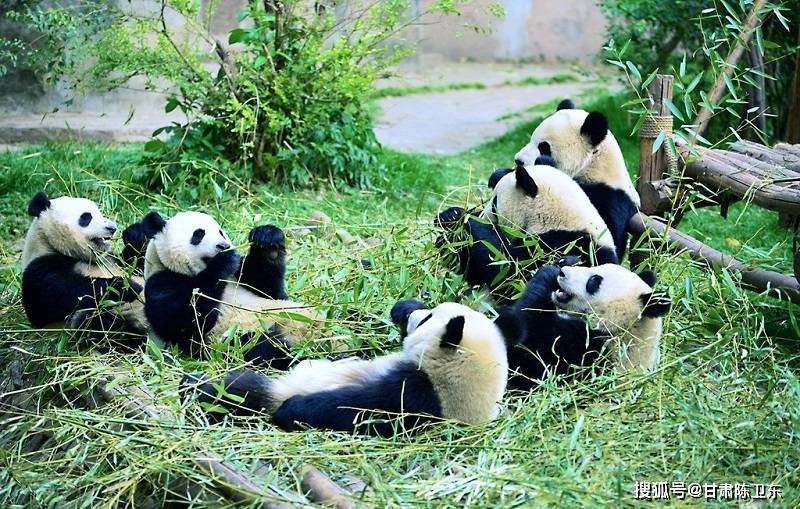 明年50只国宝大熊猫将进京落户