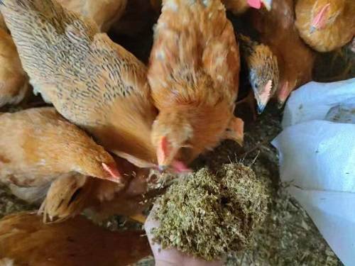 菌发酵发酵废弃廉价的农作物饲料(例如由木薯渣,豆渣,东北玉米粉,豆粕