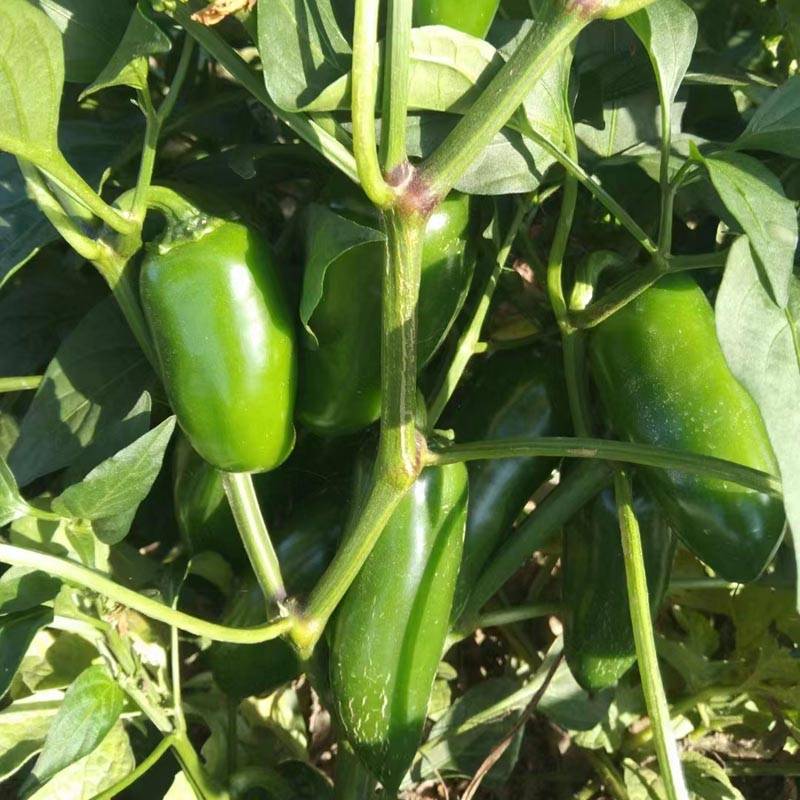 同乐港椒泡椒腌渍椒高产辣椒种子_保护地_品种_种植