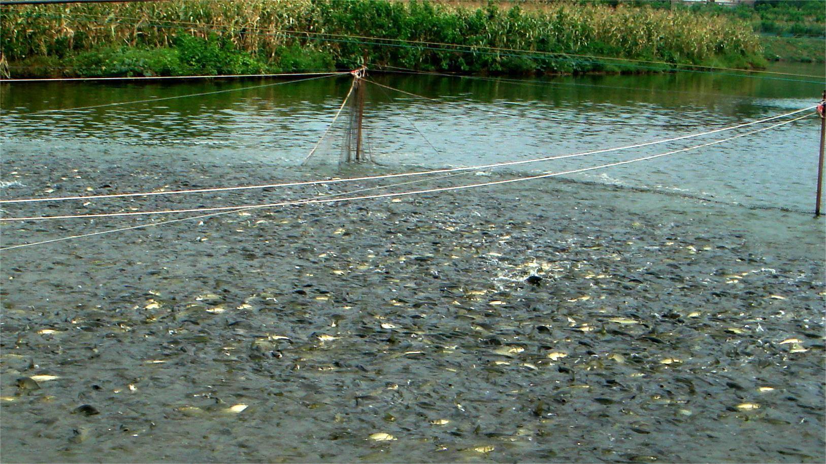 早春养鱼肥水用什么肥料最好?_时节_水体_水质