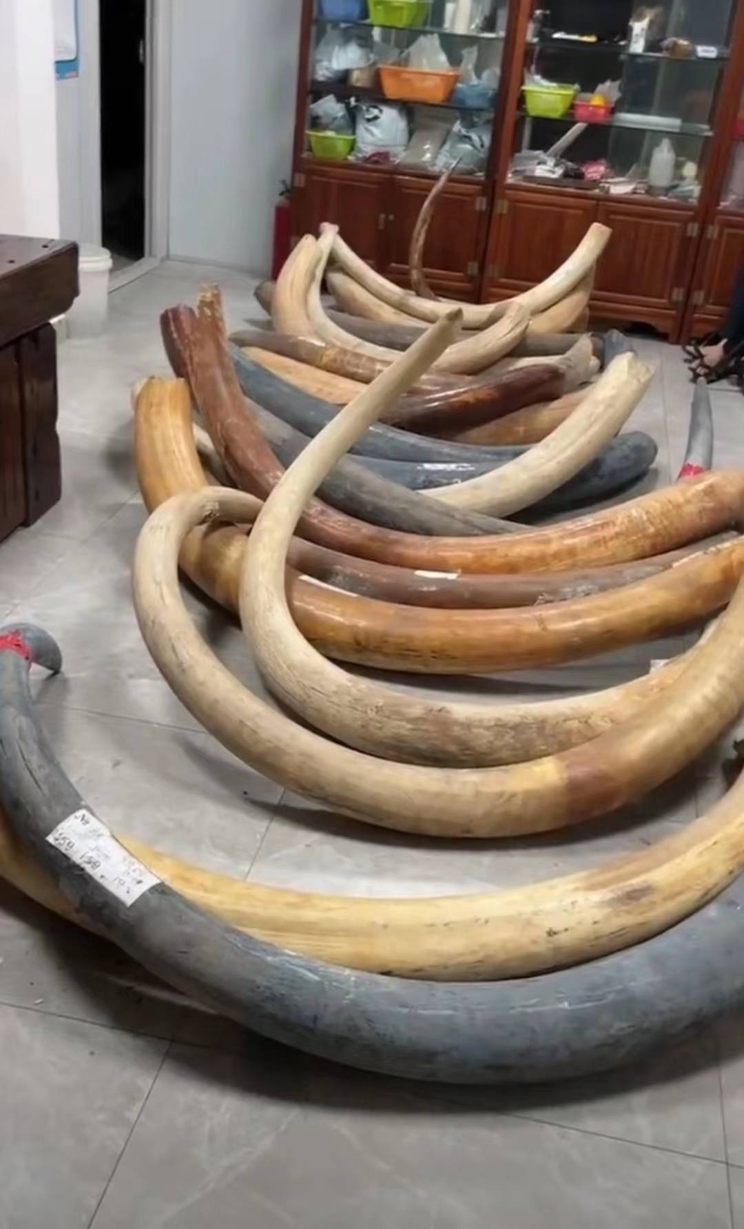 猛犸象牙如何进口|进口报关流程