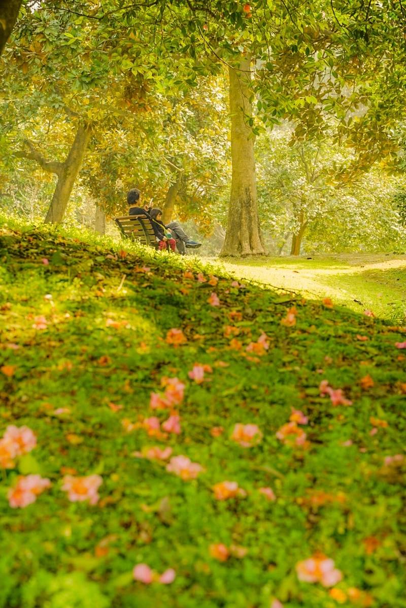 杭州春天有多浪漫_樱花_雪柳_肉眼