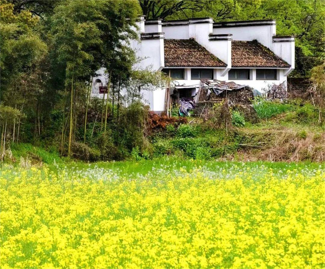 原创徽州古村落与油菜花盛开的春天