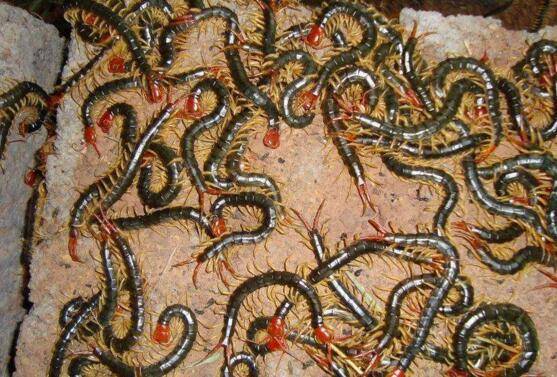 蜈蚣养殖随州胜隆农业有限公司的专业指南