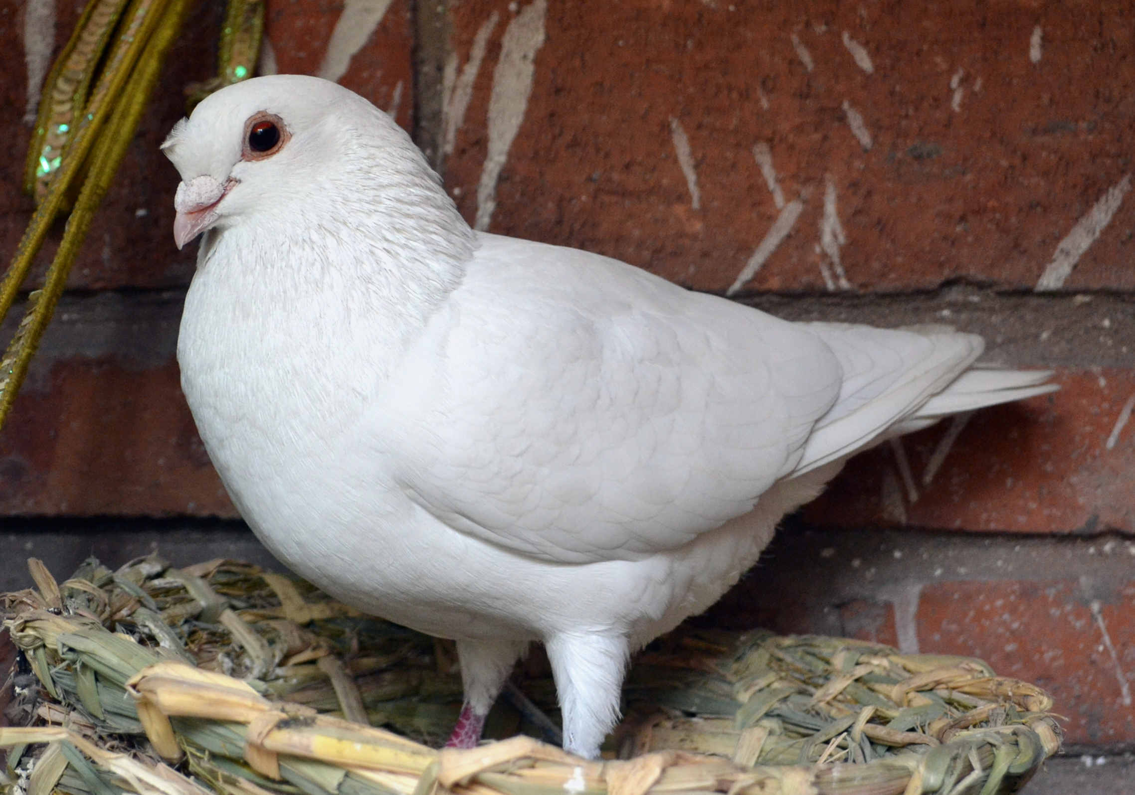 雏鸽时期喂养方法