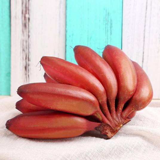 南洋红香蕉马来西亚引进的香蕉新品种