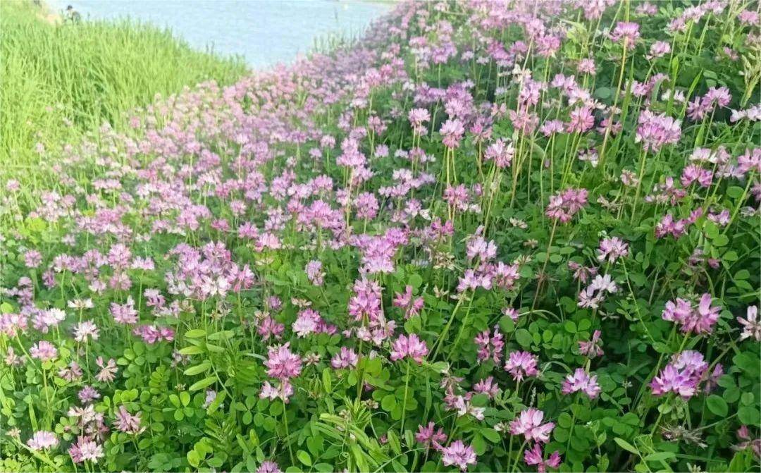 原创紫云英坚韧不拔的精神绽放人生之美