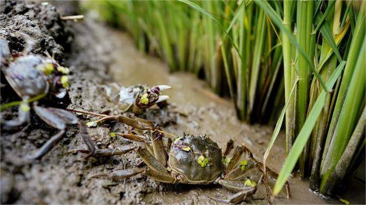 夏天螃蟹池太肥怎么办螃蟹塘夏天用什么肥水怎么肥水好