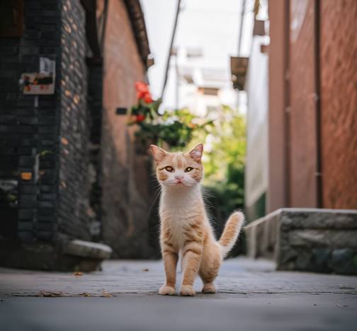 巷子里的猫 唯美图片