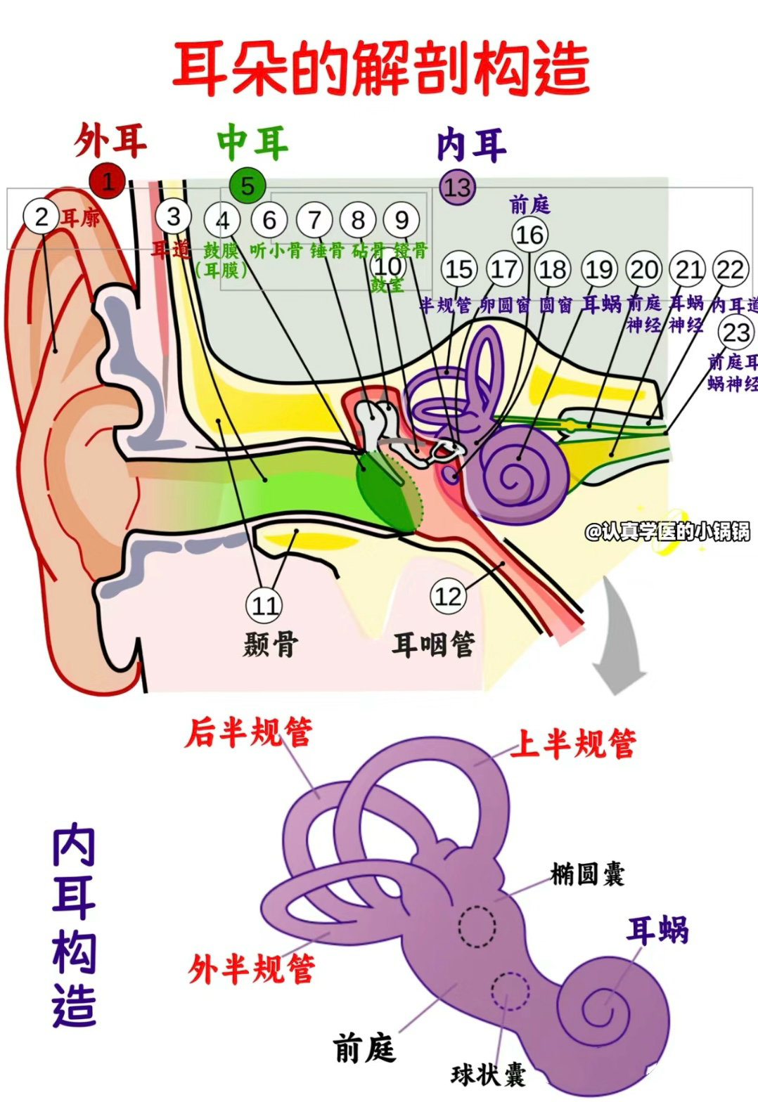 耳朵背面结构图图片